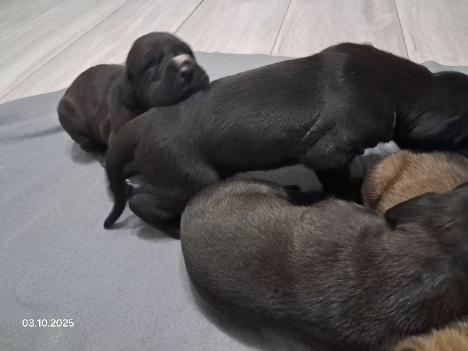 Szczenie Dog Niemiecki