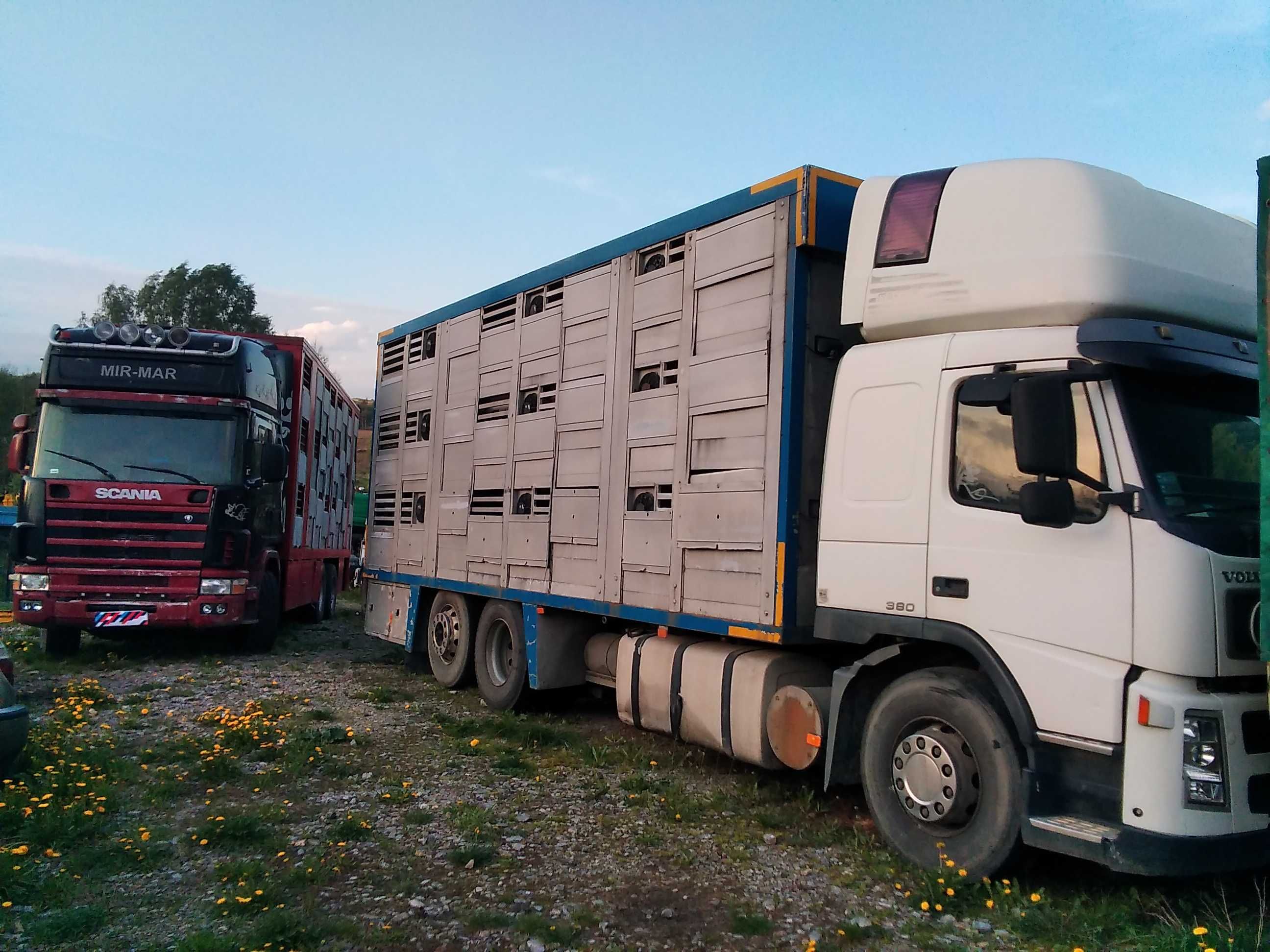 Zabudowa Przewóz Zwierząt Żywiec Żywcówka Waga Komputer Scania R 420