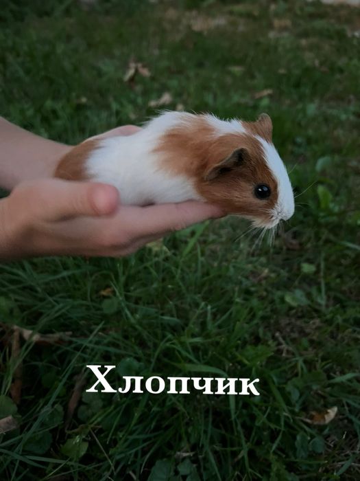 Морські свинки,продам в хороші руки