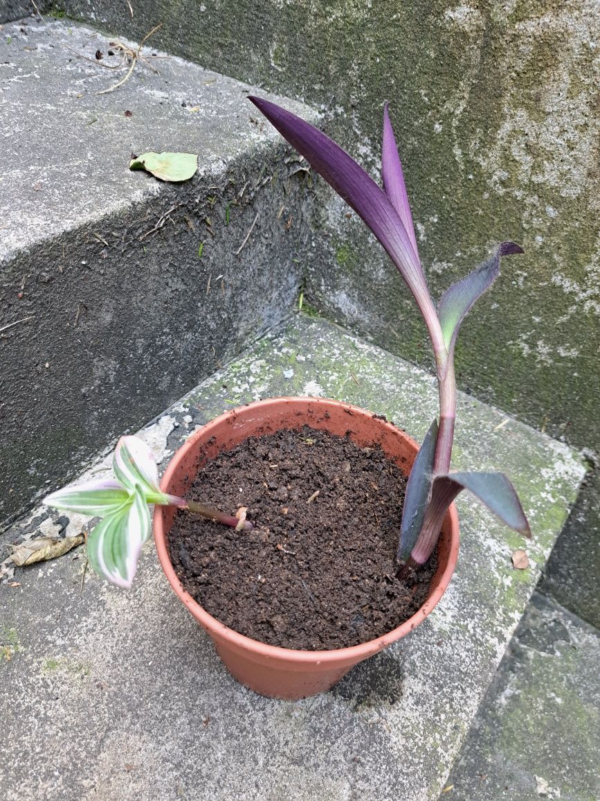 Vaso com duas plantas Tradescantia