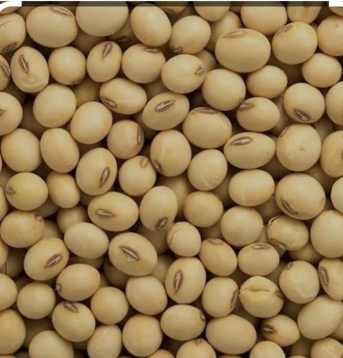 Високоврожайний сорт сої Drem. Перша репродукція