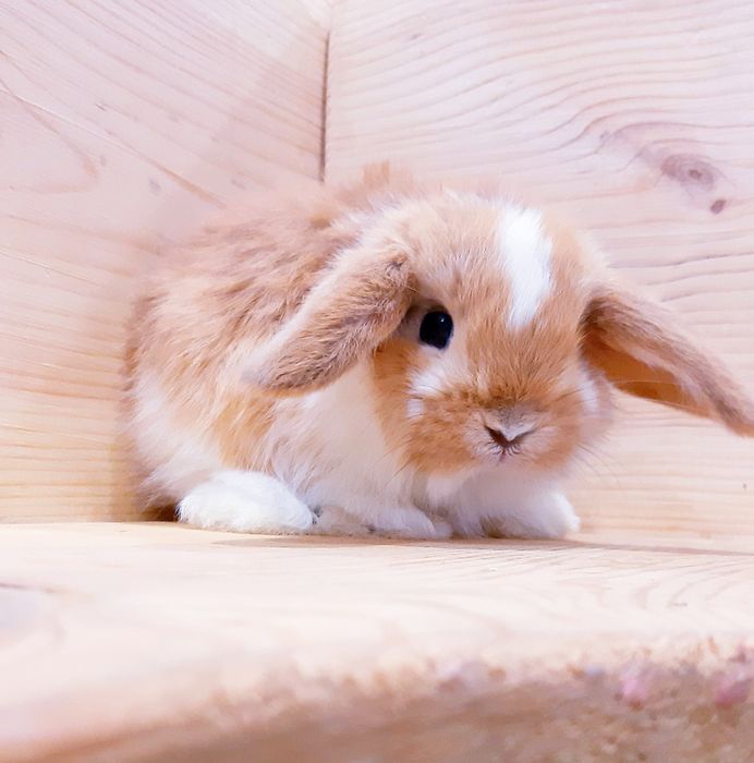 Карликовые супер мини кролики декорат. торчеухие и вислоухие кролики