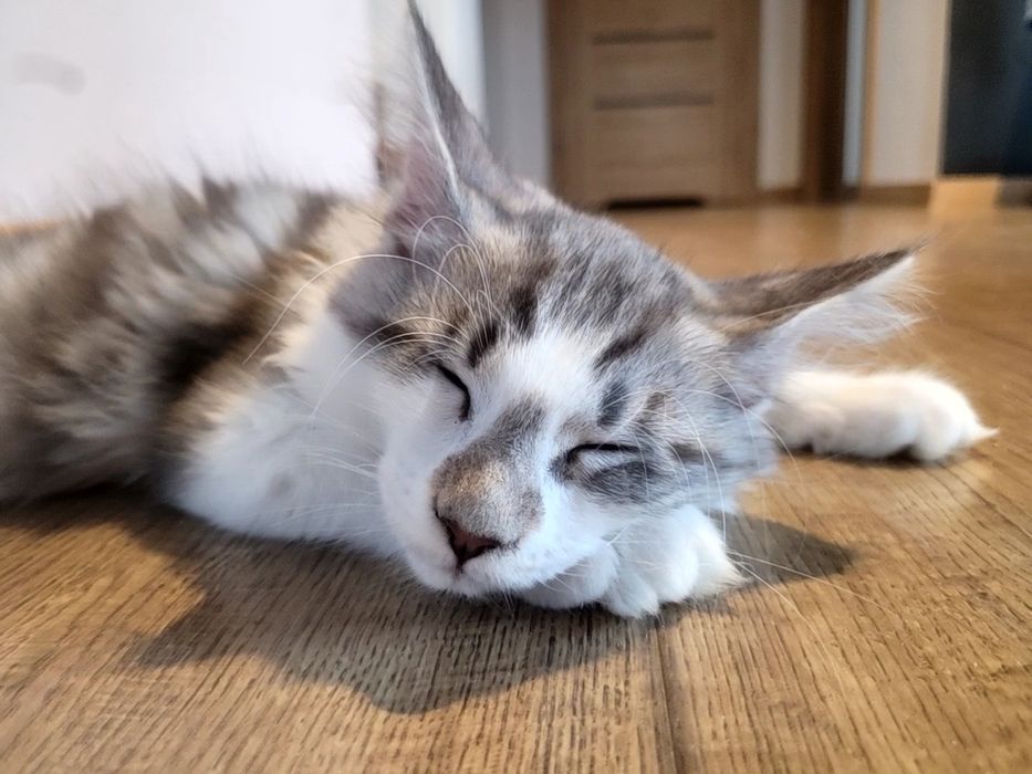 Kotek EROS Bagheera Pl Maine Coon