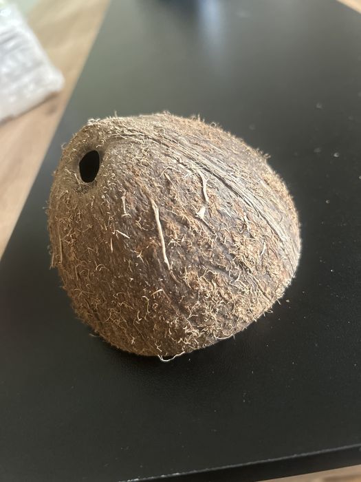 Dois Cocos de aquario