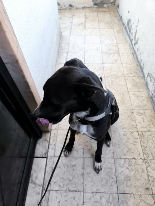 100€ de ajuda com despesas. Um Lar Novo e Cheio de Amor para o Trakina