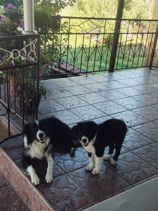 Suczka bordercollie