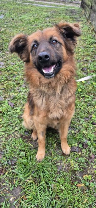 Cudowny psiak do adopcji