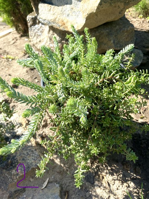 Очиток, седум