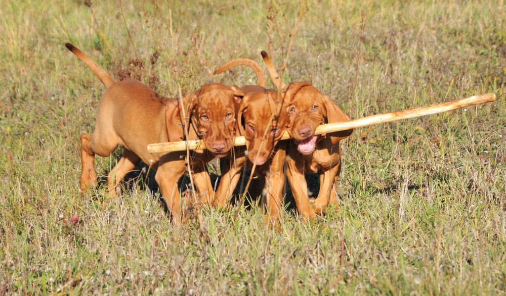 Wyżeł Węgierski ZKwP po Inter Championach FCI