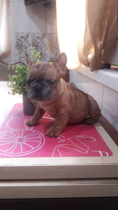 Французский бульдог