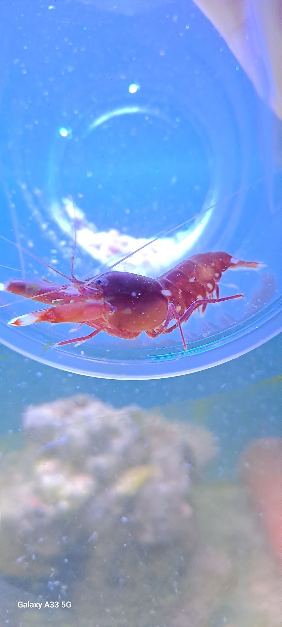 Alpheus sp. Krwewtka pistoletowa