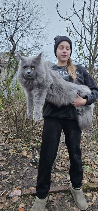 Голубой мальчик на вязку