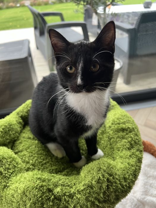 Oreo cudny młody kocurek do adopcji