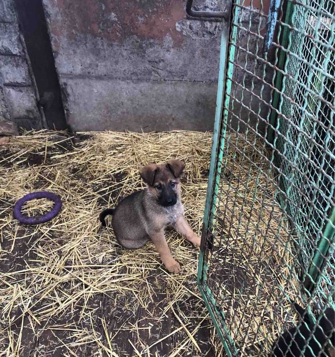 Продаються цуценята Німецької вівчарки