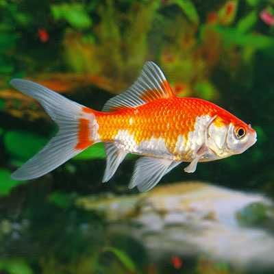 Peixes cometas varias qualidades