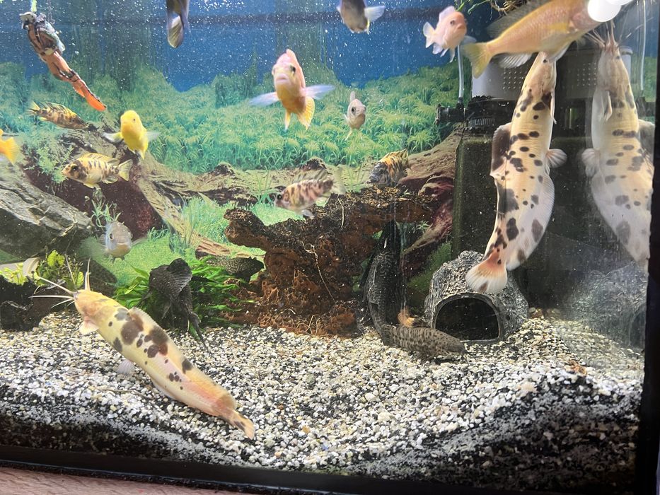 Sumy  - 25/30 cm. Oddam