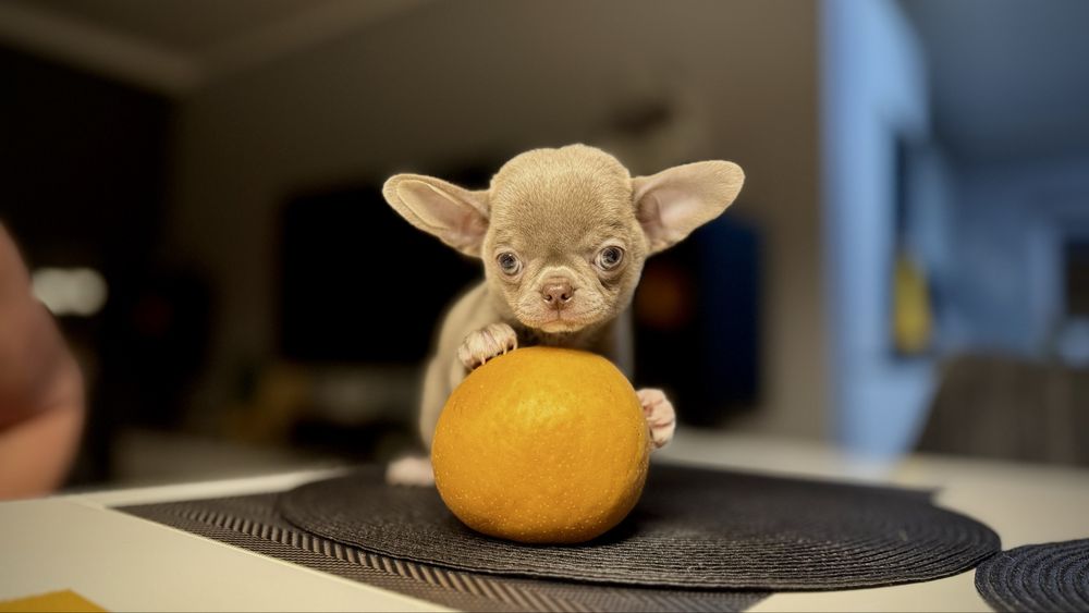 LILIOWY przepiękny piesek chihuahua XXS