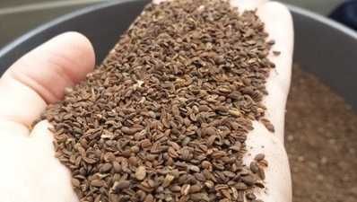 Groch Słonecznik Rajgras Trawa KONICZYNA BÓB LUCERNA Sorgo Proso Wyka