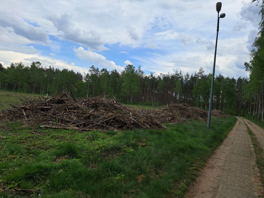 Oddam gałęzie, zrąbki