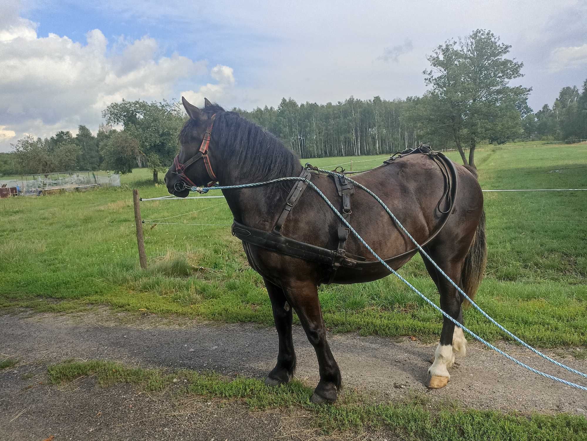 Źrebówka, 16 miesięcy
