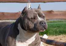 American Staffordshire Terrier ZKwP Amstaff FCI