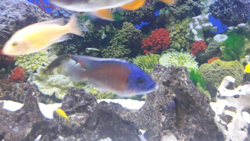 sprzedam pyszczaki copadichromis kadango red fin