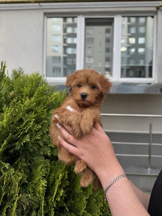 Чарівні Мальтипу Ф1/Ф2