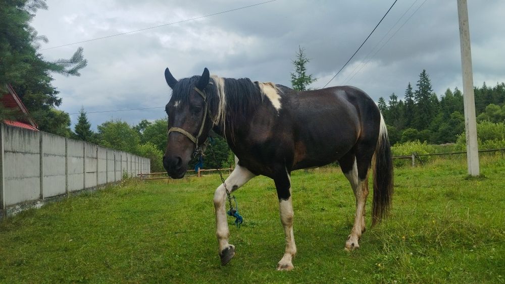 Продаю жеребця а поміняю на молоду корову
