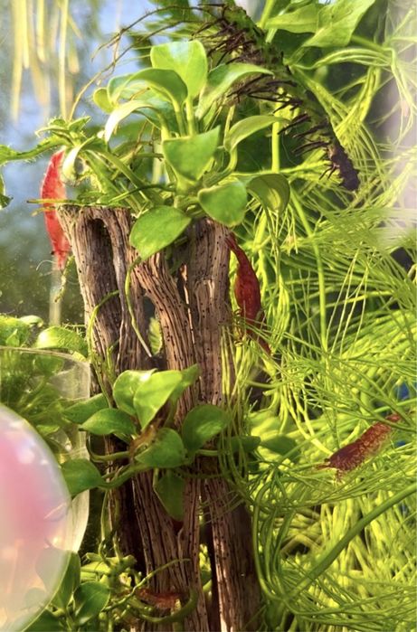 Креветки, рибки, мох печінковий, річія