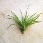 Tillandsia brachycaulos 13 cm