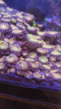 Zoa zoanthus zoanthusy Fairy Dust