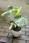 Monstera Thai Constalation w doniczce 15cm