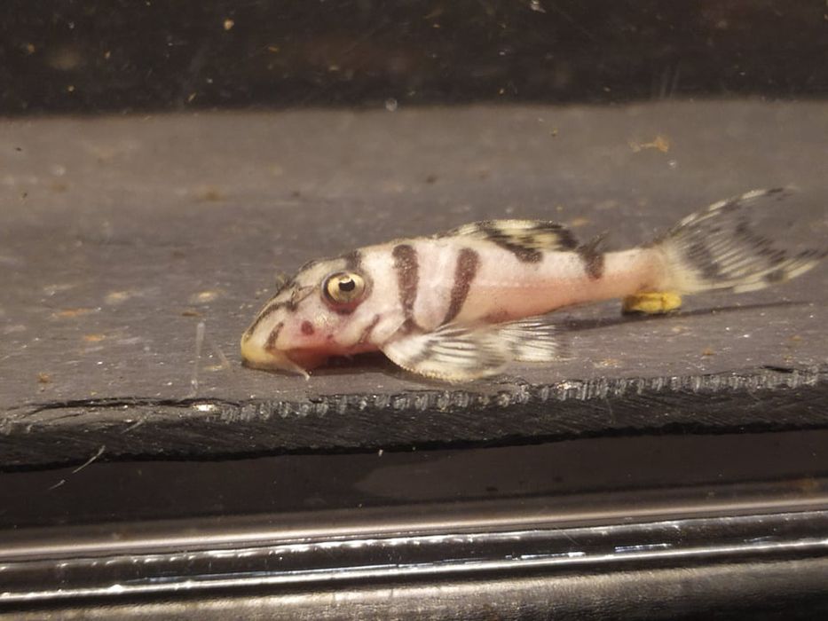 Hypancistrus L236 SW 4-5cm zbrojniki glonojad