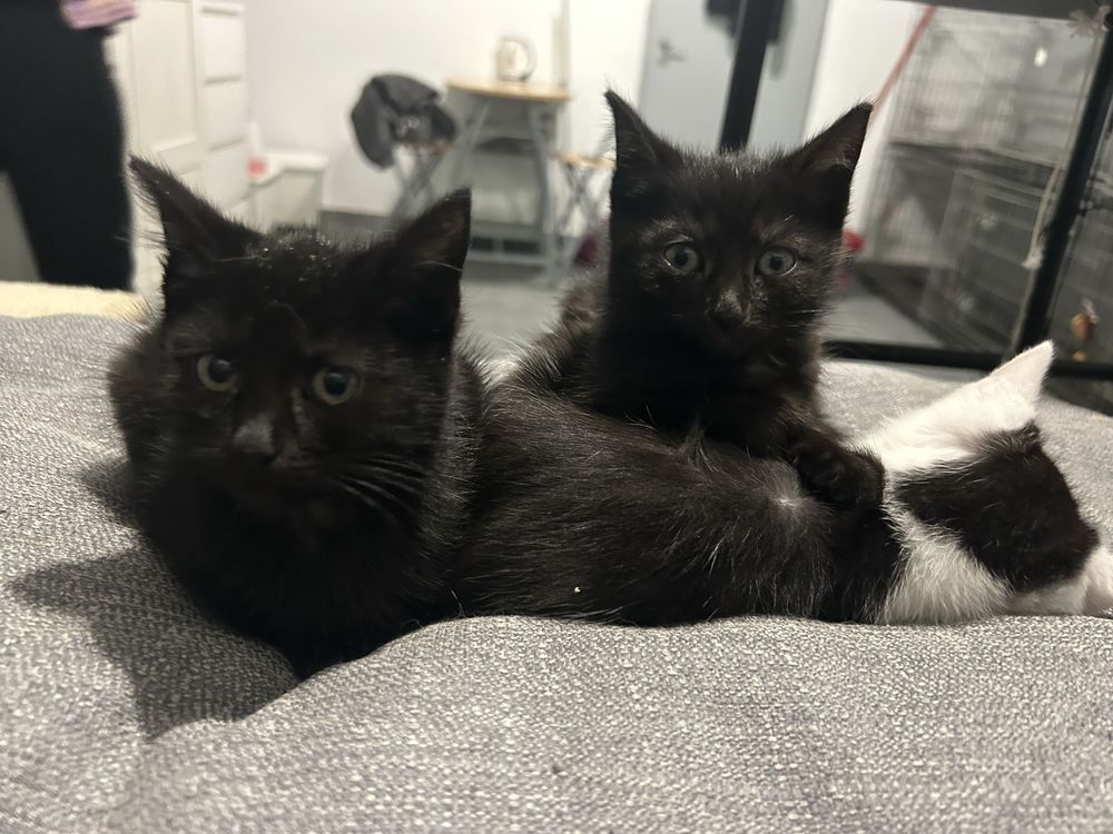 Male kotki do adopcji