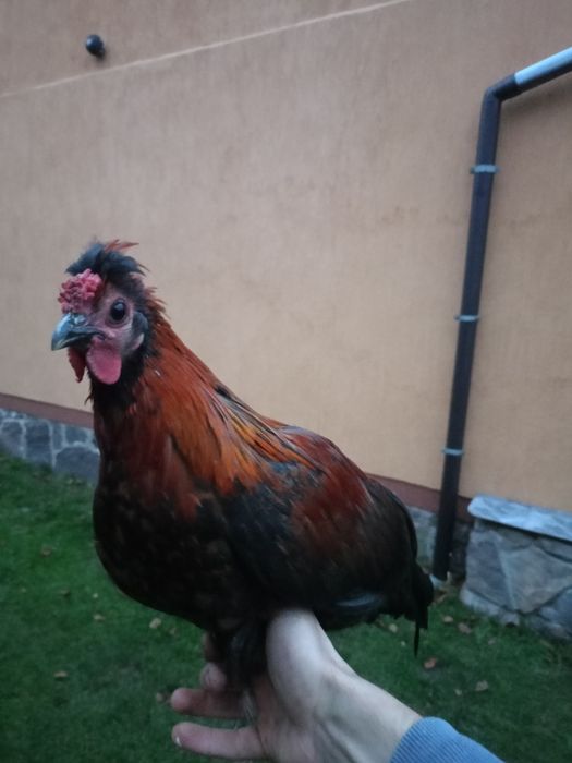 Kogut miks z czerwca