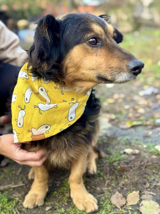 Черныш с эвакуации срочно ищет дом