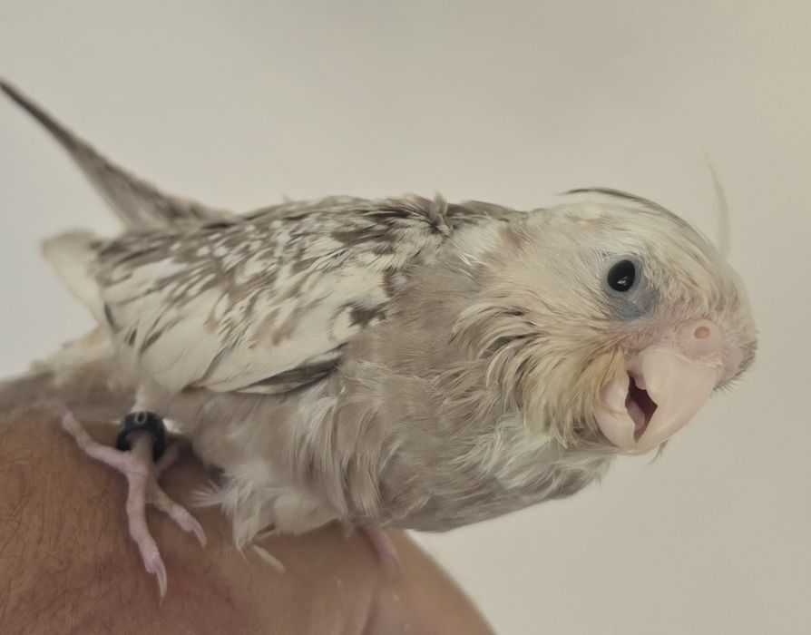 Caturra 2 meses criada à mão domesticada