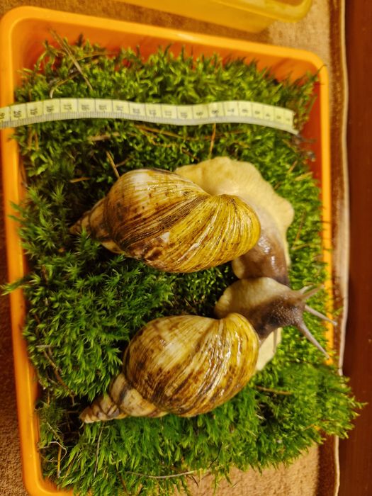 Пара Ахатин Ретикулят Стандарт