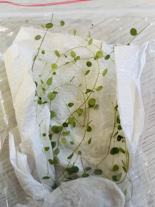 Rośliny do terrarium tropikalnego , paludarium - marcgravie , solanum