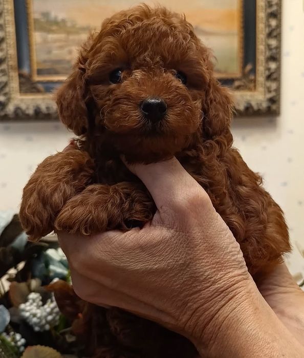 Чудовий хлопчик той пудель