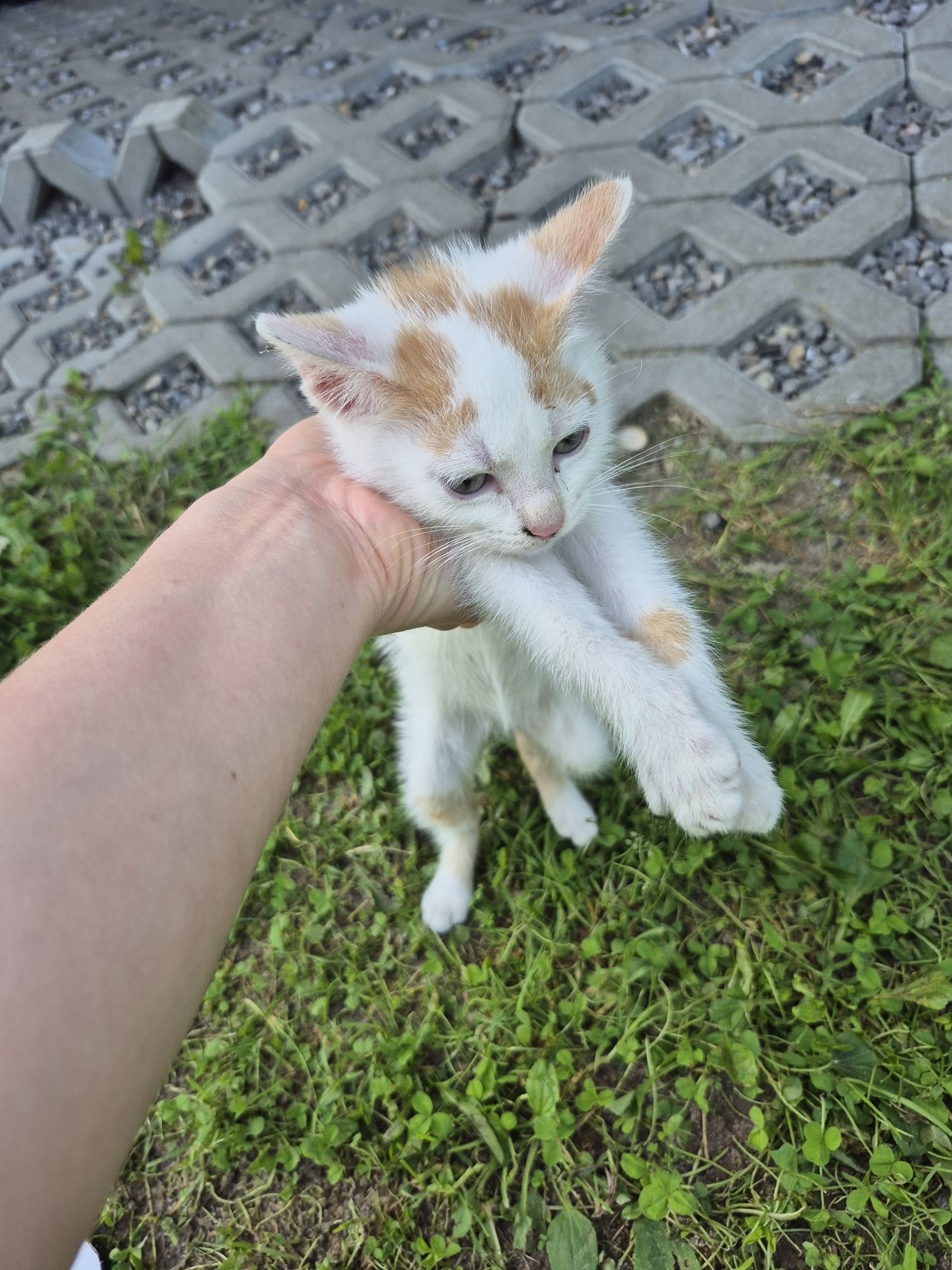 Kot kotek oddam kocica