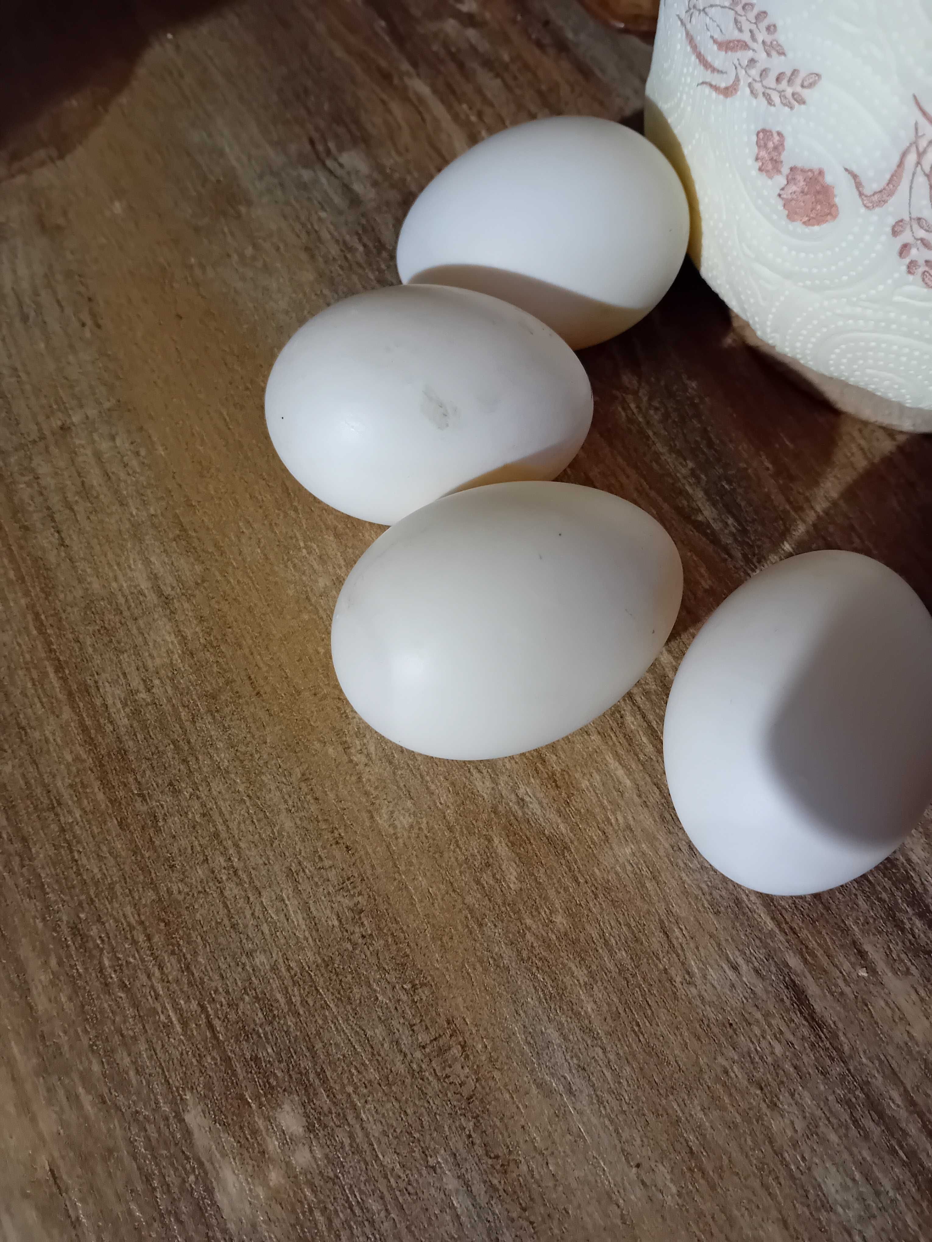 Jajka wylęgowe kaczki staropolskiej