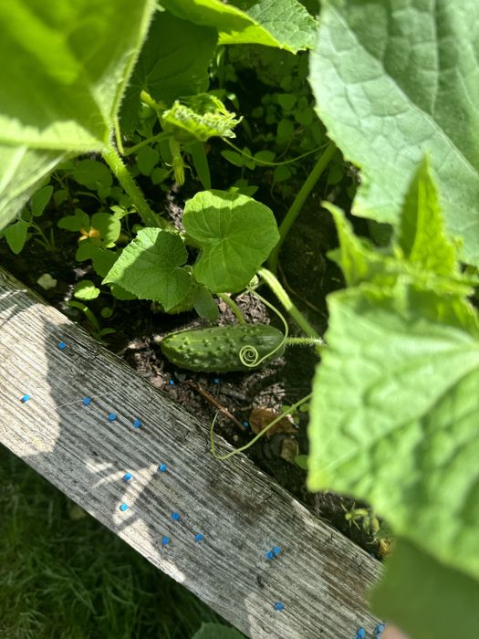 Ziemia ogrodowa do szklarni uprawowa