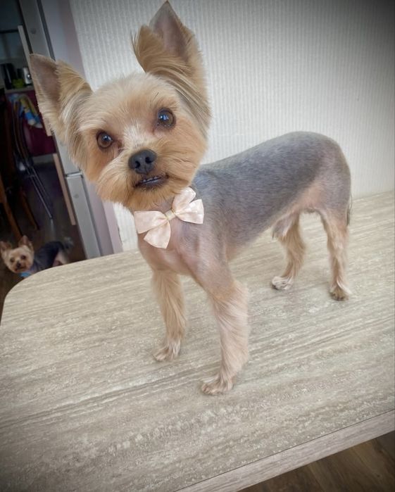 Стрижка собак Софиевская Борщаговка