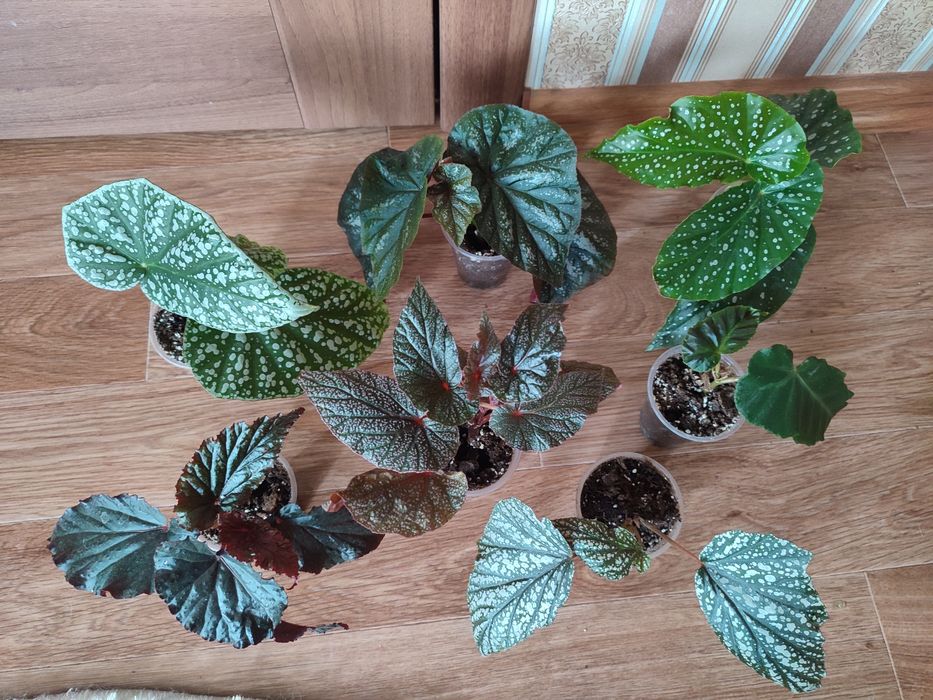 Бегонії серії Кейн