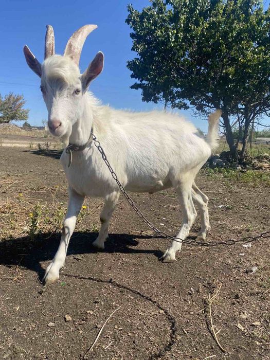 Зааненський козлик