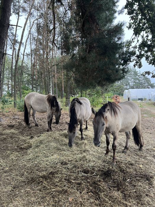 Koniki Polskie klacz i dwa wałachy
