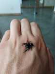 Dorosły samiec skakuna phidippus regius soroa