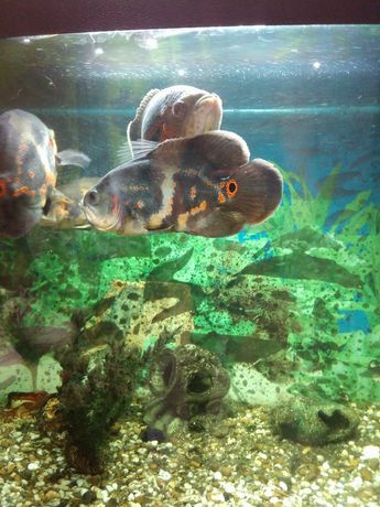 Продам аквариум (250 л.) С большими рыбами -Астронотусы