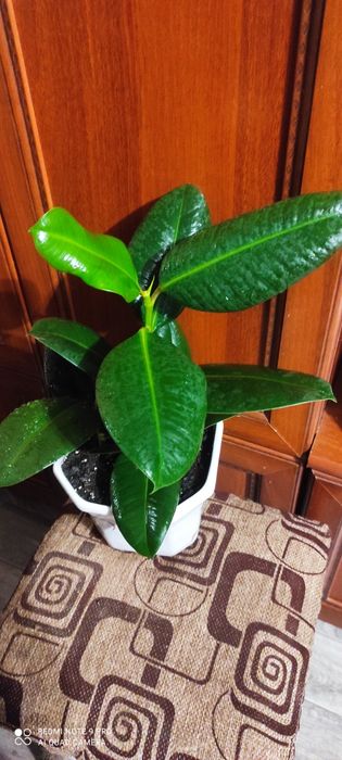 Фикус каучуковый